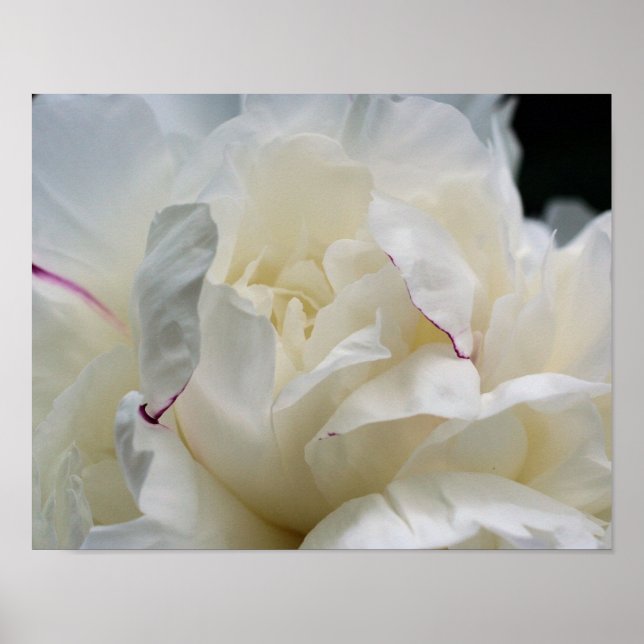 White Peony Flower In Bloom Poster (Front)