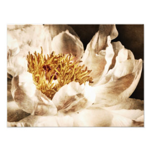 White Peony Flower Sepia Black Background floral Photo Print