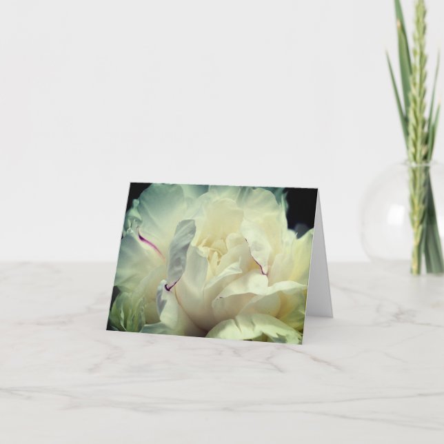 White Peony Petals Flower Photography  Note Card (Front)