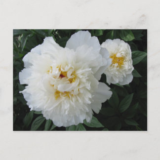 White Peony postcard