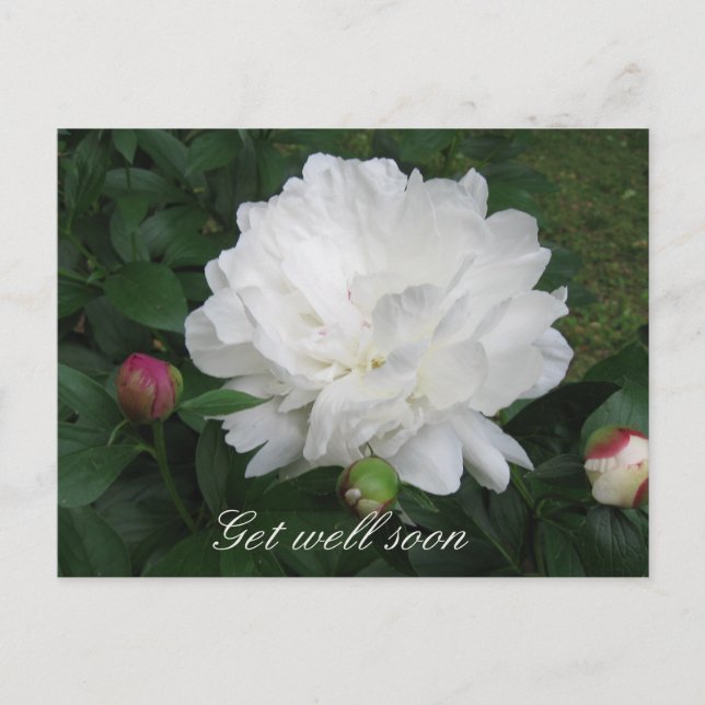 White Peony Postcard (Front)