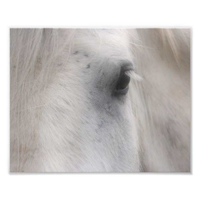 White Percheron Horse Eye 8x10 Photo Print (Front)