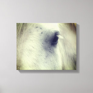 White Percheron Horse Eye Canvas Print