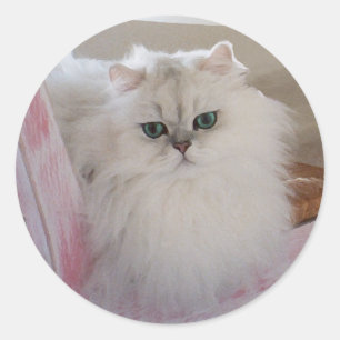 White Persian Cat on a Pink Chair Classic Round Sticker