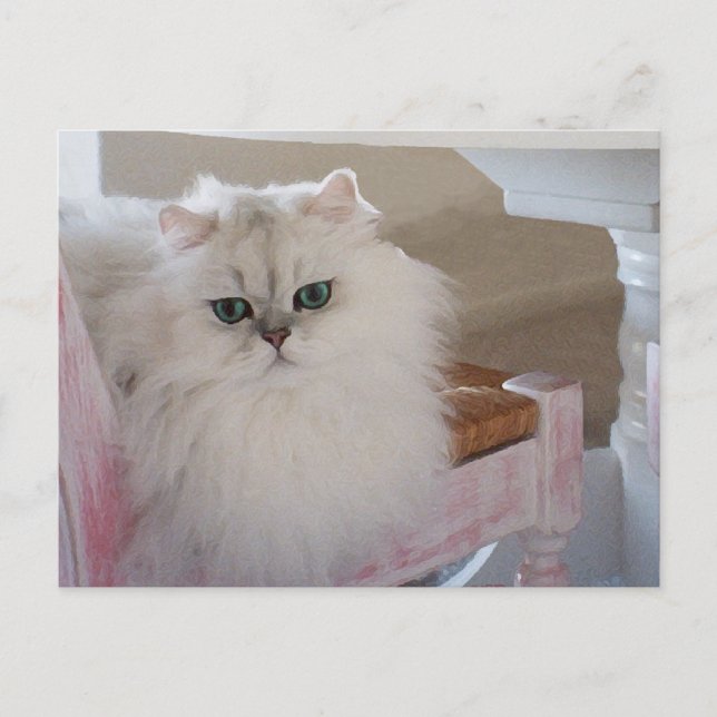 White Persian Cat on a Pink Chair Postcard (Front)