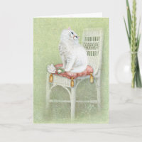 White Persian Cat On Chair Pillow