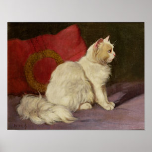White Persian Cat Poster