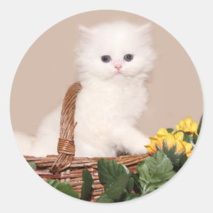 White persian kitten classic round sticker