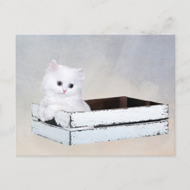 White Persian kitten Postcard (Front)