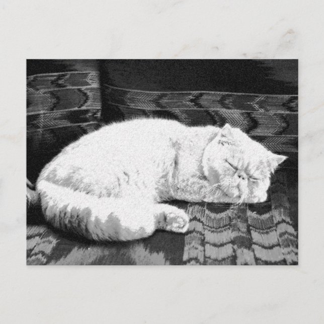 White Persian Sleeping Cat Postcard (Front)