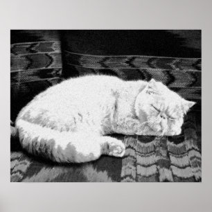 White Persian Sleeping Cat Poster