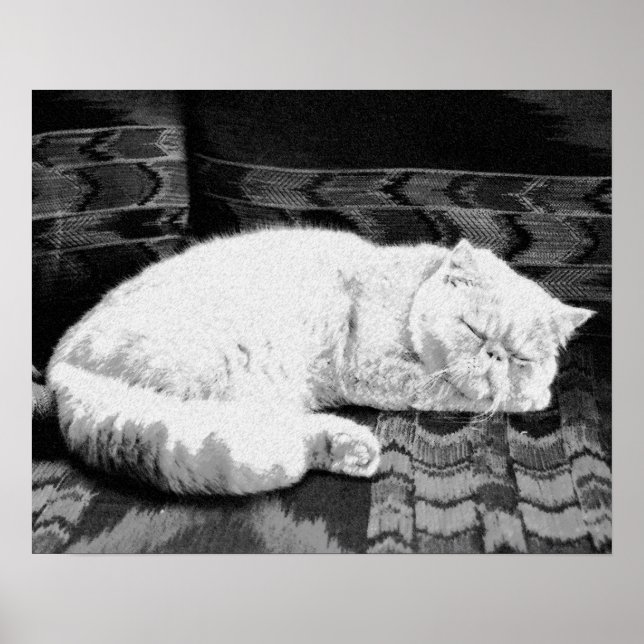 White Persian Sleeping Cat Poster (Front)