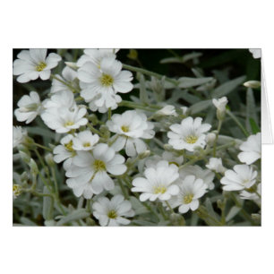 White Petal Flowers with Yellow Middle Card