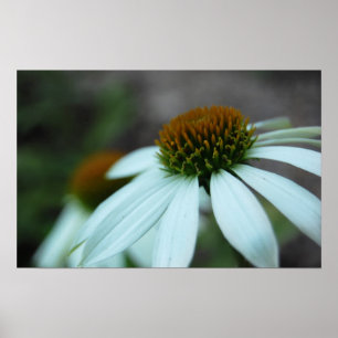 White Petals, Flower (poster print) Poster
