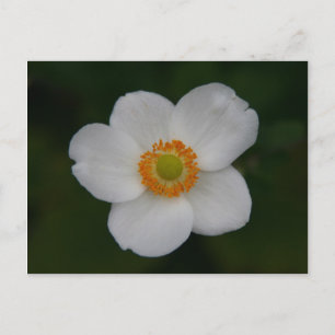 white petals postcard
