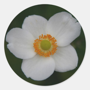 white petals sticker