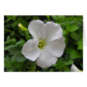 white petunia flower