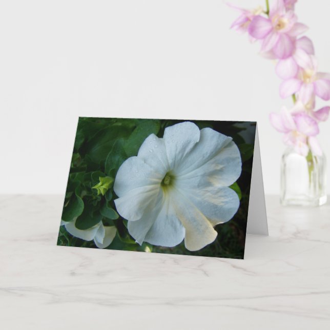 White Petunia Flower Card (Orchid)