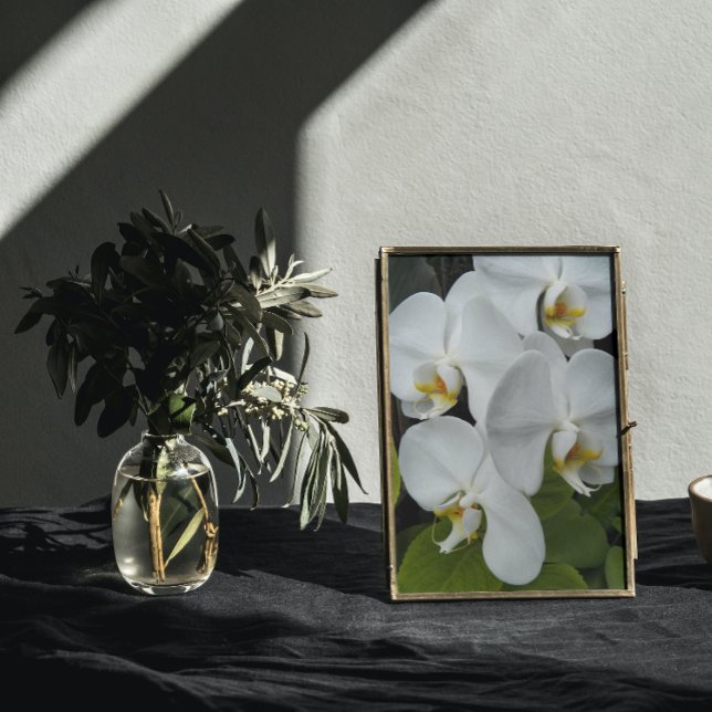 White Phalaenopsis Orchid Blooms Floral Photo Print (In Situ Framed)