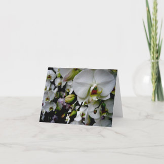 White Phalaenopsis Orchid Notecard