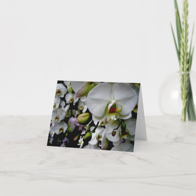 White Phalaenopsis Orchid Notecard (Front)