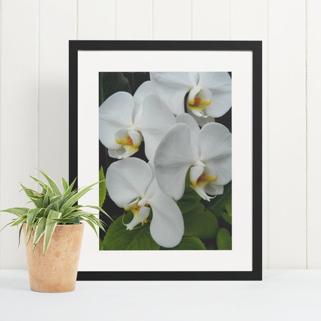 White Phalaenopsis Orchids Floral Poster (In Situ Framed)