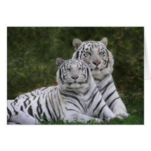 White phase, Bengal Tiger, Tigris