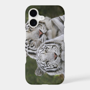 White phase, Bengal Tiger, Tigris