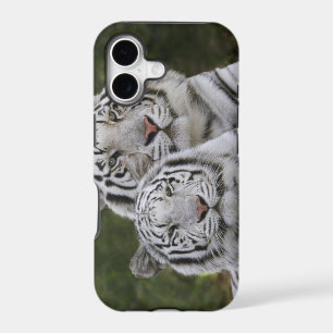 White phase, Bengal Tiger, Tigris