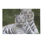 White phase, Bengal Tiger, Tigris