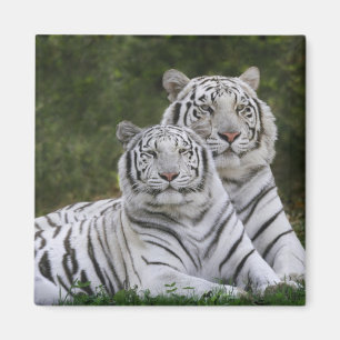 White phase, Bengal Tiger, Tigris Magnet