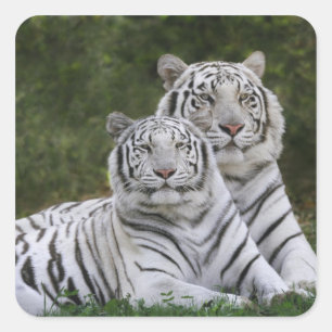 White phase, Bengal Tiger, Tigris Square Sticker
