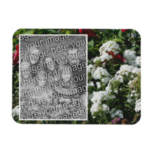 White Phlox Flower Garden Add Your Photo Magnet