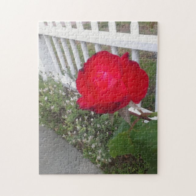 White picked fence and a gorgeous red rose jigsaw puzzle (Vertical)