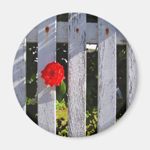 White picket fence red rose magnet