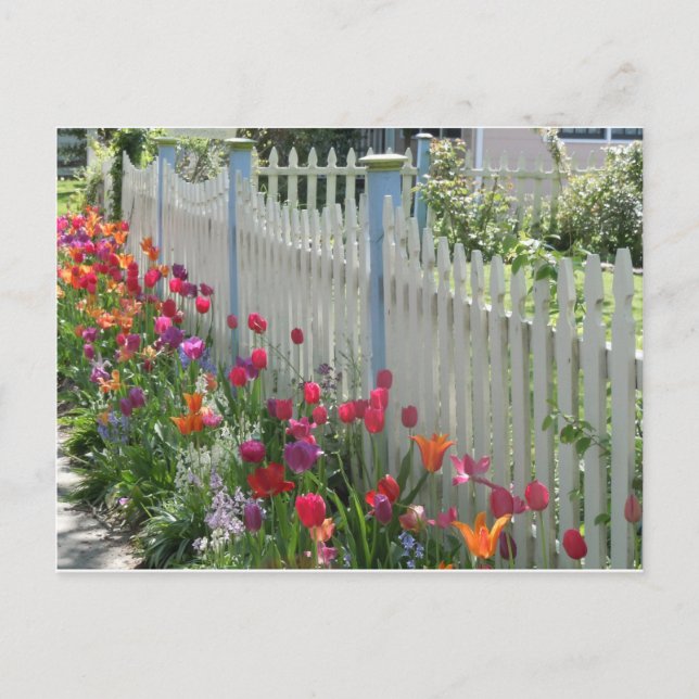White Picket Fence With Tulips postcard (Front)