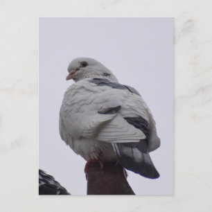 White Pigeon Postcard