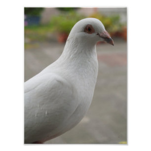 White pigeons Photo Enlargement