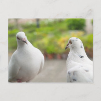 White pigeons  Postcard