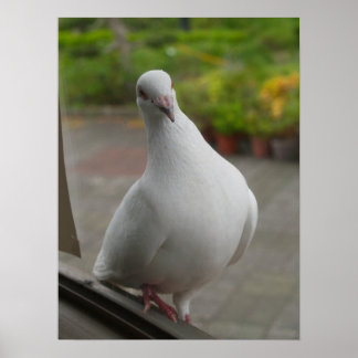 White pigeons Poster