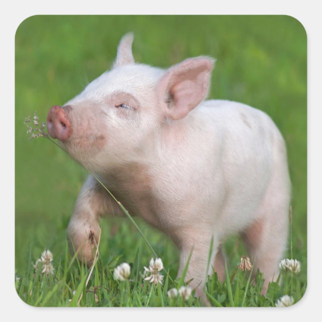 White Piglet Sniffs A Flower Square Sticker (Front)