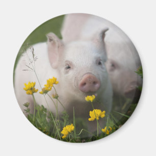 White Piglet Surrounded by Yellow Flowers Magnet
