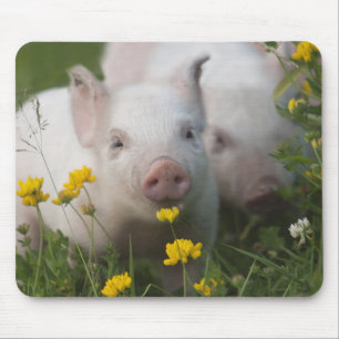 White Piglet Surrounded by Yellow Flowers Mouse Pad