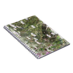 White Pincushion Wildflowers Digital Watercolor No Notebook