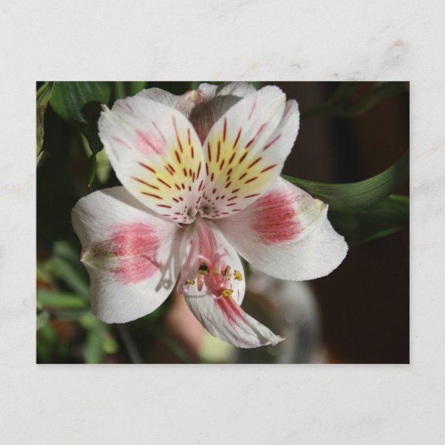 White/Pink Alstroemeria Post Card (Front)
