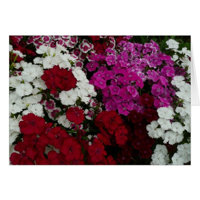 White, Pink and Red Dianthus Floral (Front Horizontal)