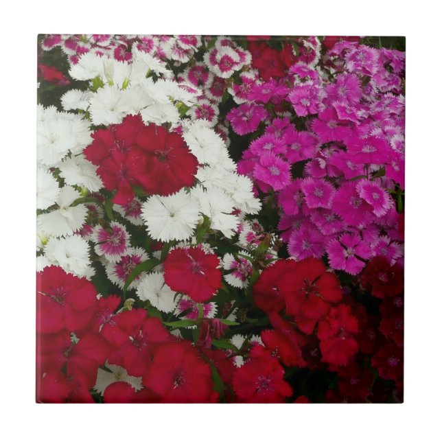 White, Pink and Red Dianthus Floral Ceramic Tile (Front)