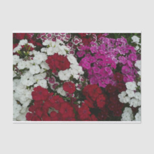 White, Pink and Red Dianthus Floral Tissue Paper