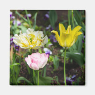 White, pink and yellow tulips in the garden   magnet