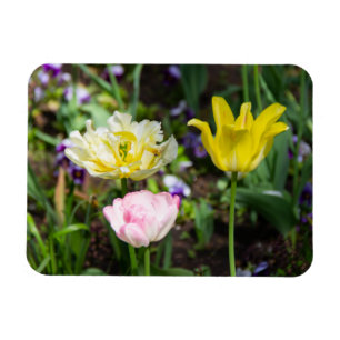White, pink and yellow tulips in the garden magnet